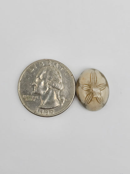 Sea Urchin (Sand Dollar) Fossil Cabochon – Mexican Echinoid