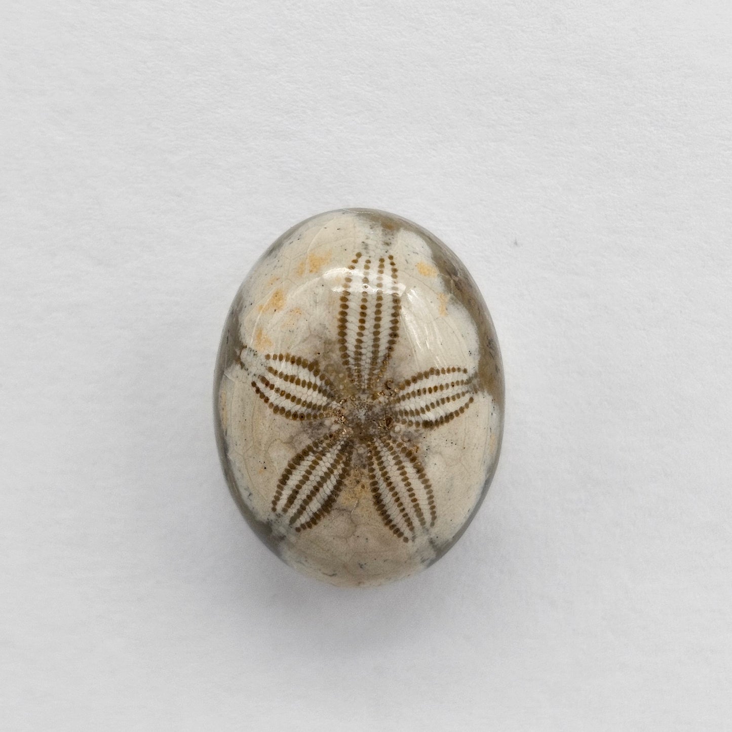 Sea Urchin (Sand Dollar) Fossil Cabochon – Mexican Echinoid