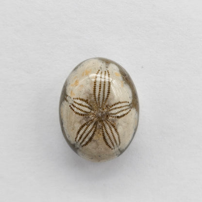 Sea Urchin (Sand Dollar) Fossil Cabochon – Mexican Echinoid