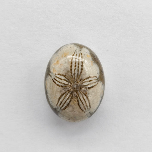 Sea Urchin (Sand Dollar) Fossil Cabochon – Mexican Echinoid