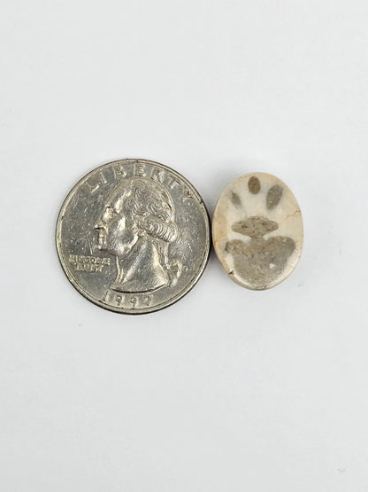 Sea Urchin (Sand Dollar) Fossil Cabochon – Mexican Echinoid