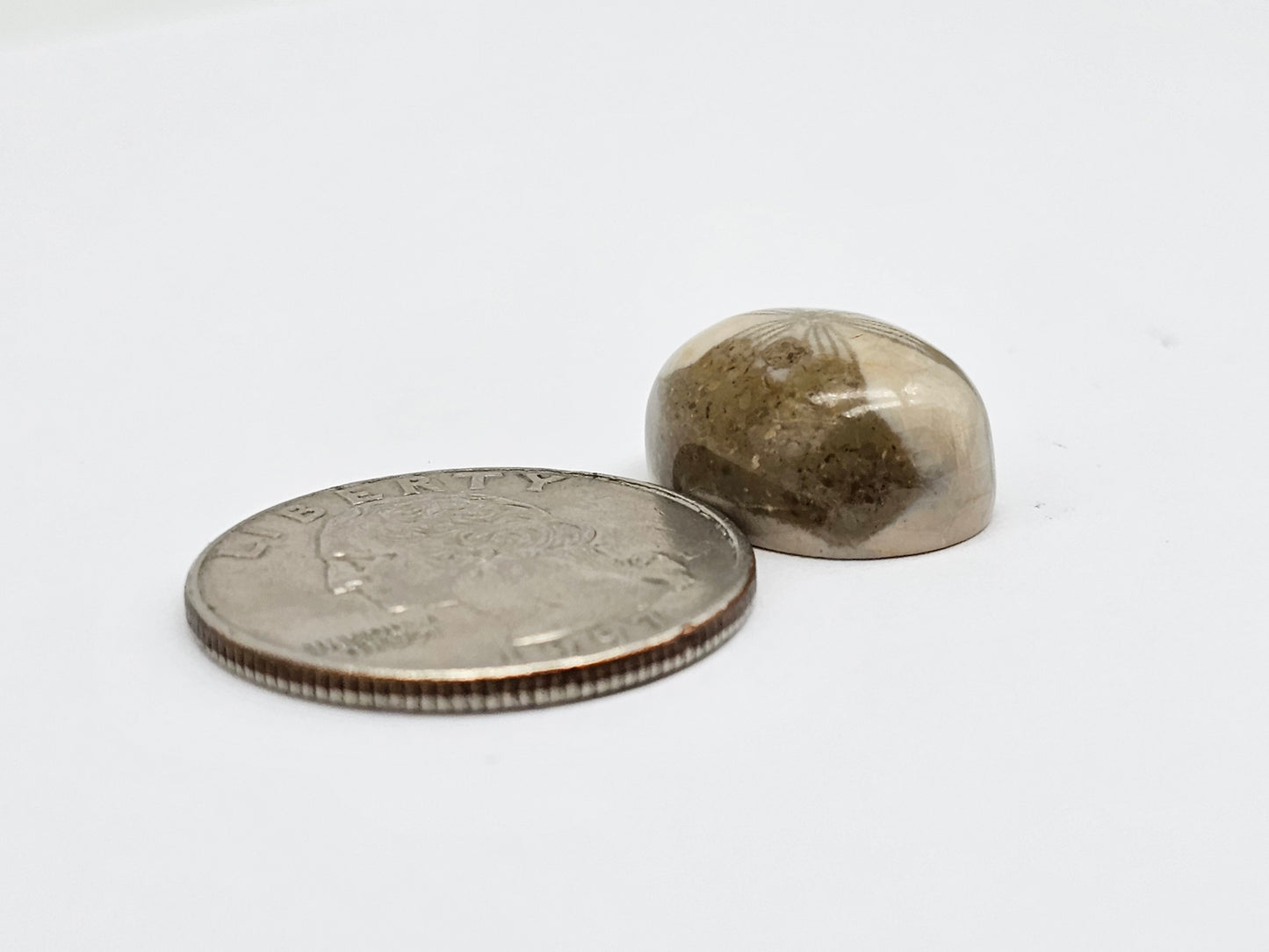 Sea Urchin (Sand Dollar) Fossil Cabochon – Mexican Echinoid