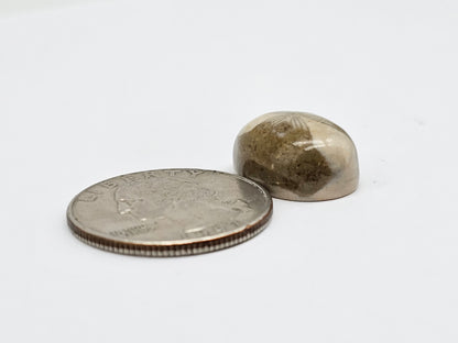 Sea Urchin (Sand Dollar) Fossil Cabochon – Mexican Echinoid