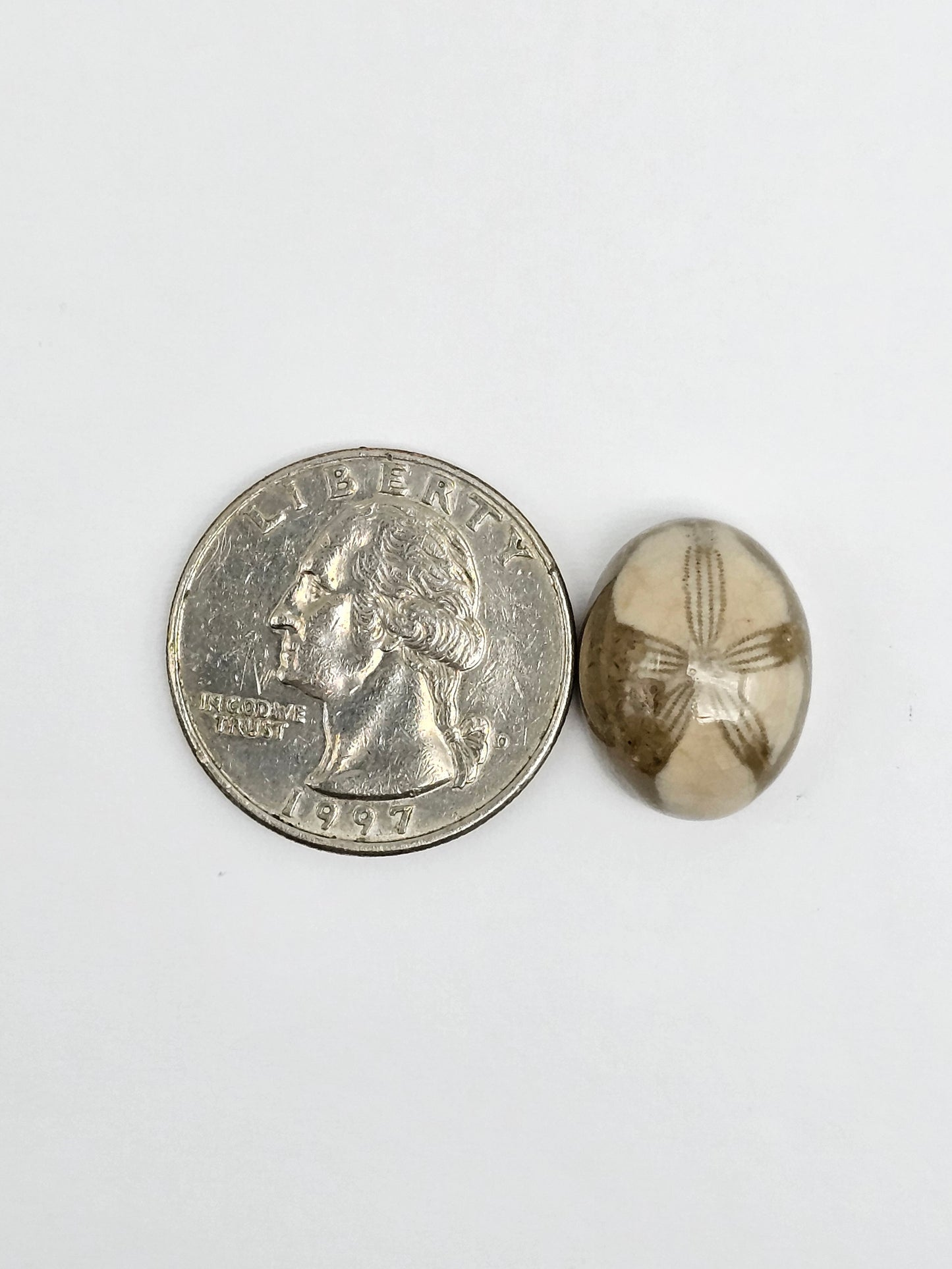 Sea Urchin (Sand Dollar) Fossil Cabochon – Mexican Echinoid