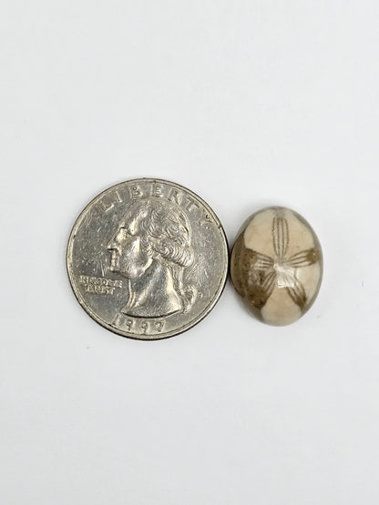 Sea Urchin (Sand Dollar) Fossil Cabochon – Mexican Echinoid