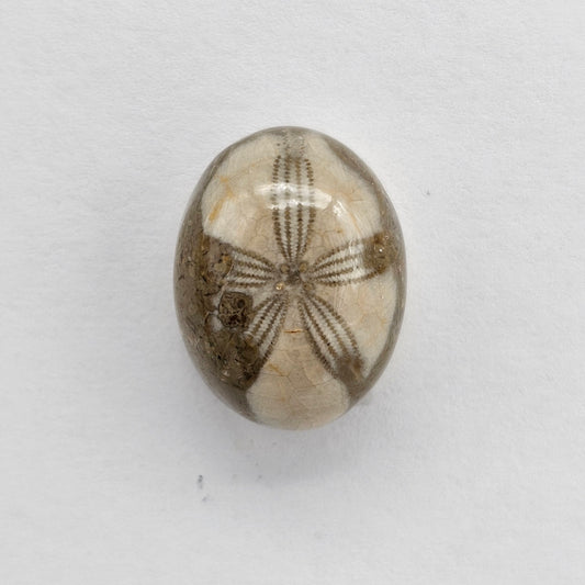 Sea Urchin (Sand Dollar) Fossil Cabochon – Mexican Echinoid