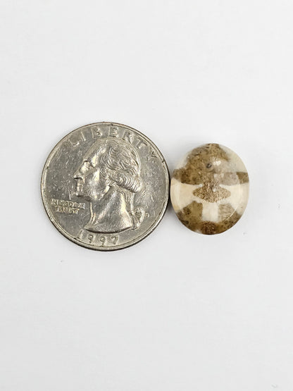 Sea Urchin (Sand Dollar) Fossil Cabochon – Mexican Echinoid