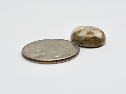 Sea Urchin (Sand Dollar) Fossil Cabochon – Mexican Echinoid