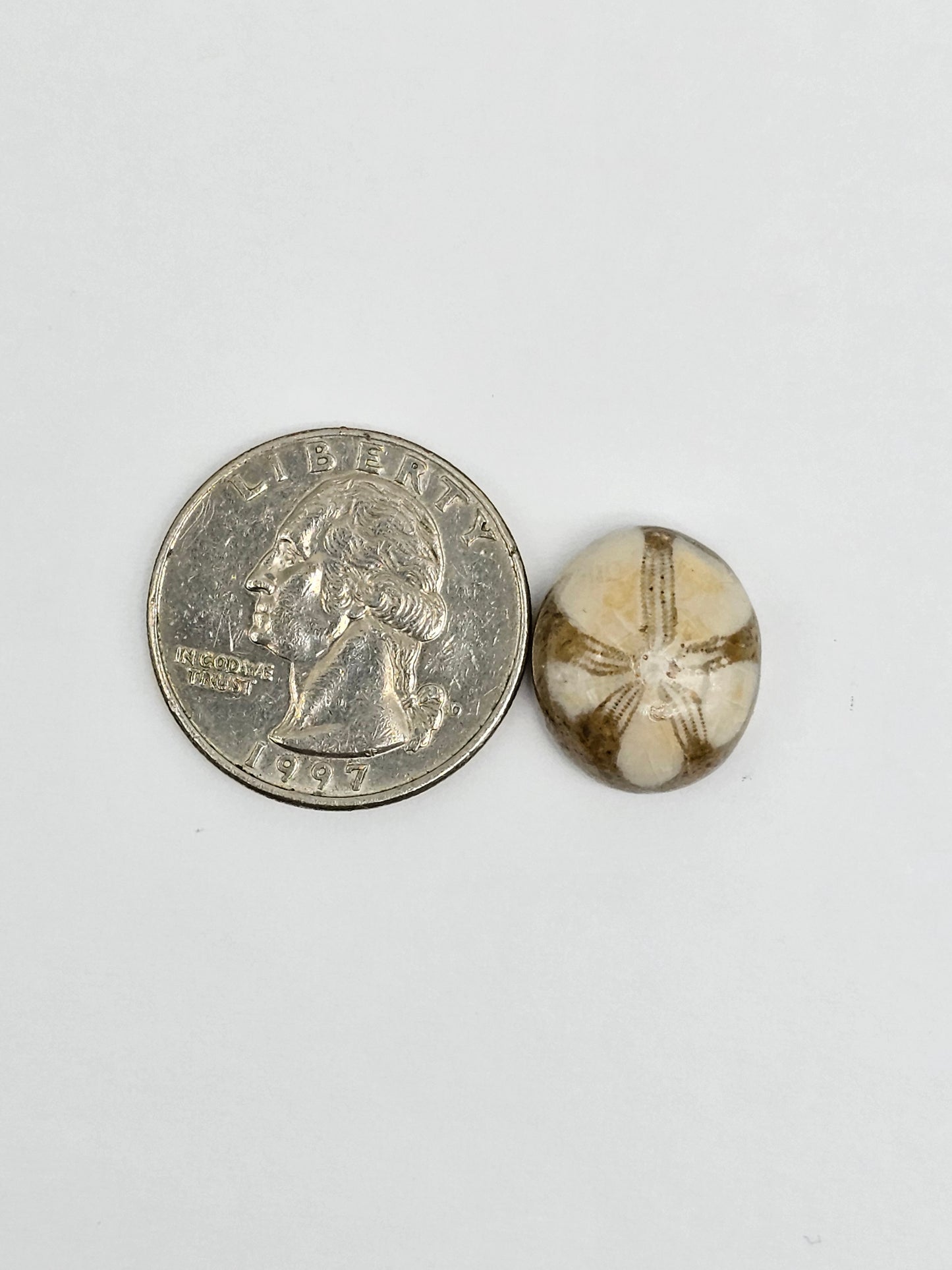 Sea Urchin (Sand Dollar) Fossil Cabochon – Mexican Echinoid