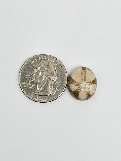 Sea Urchin (Sand Dollar) Fossil Cabochon – Mexican Echinoid
