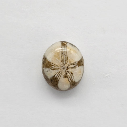Sea Urchin (Sand Dollar) Fossil Cabochon – Mexican Echinoid
