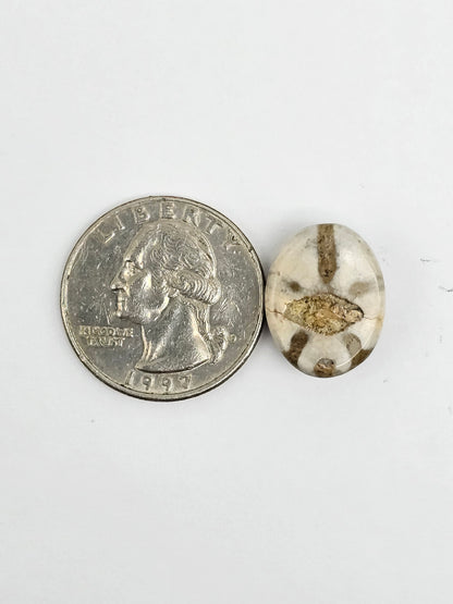 Sea Urchin (Sand Dollar) Fossil Cabochon – Mexican Echinoid