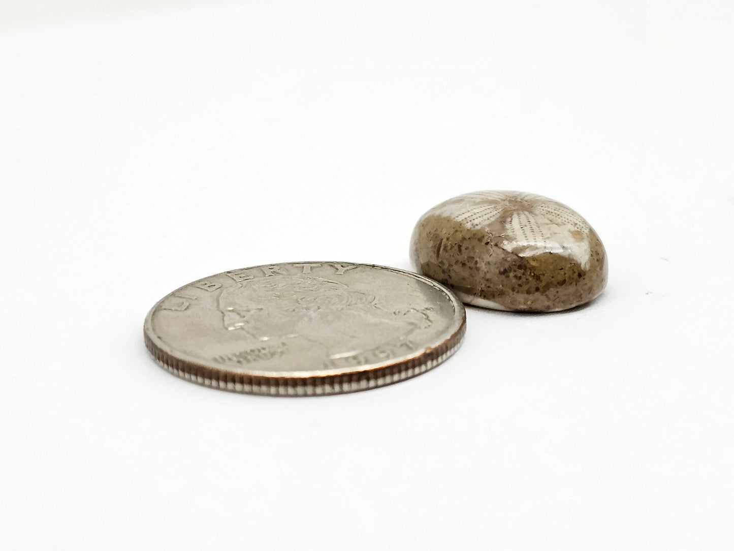 Sea Urchin (Sand Dollar) Fossil Cabochon – Mexican Echinoid