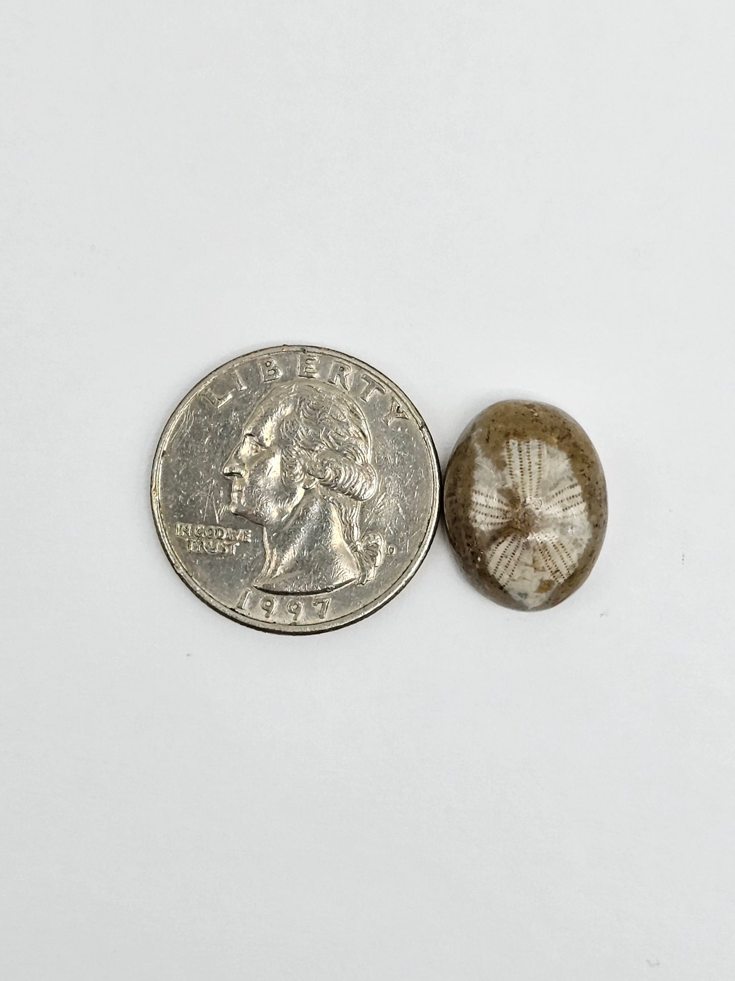 Sea Urchin (Sand Dollar) Fossil Cabochon – Mexican Echinoid