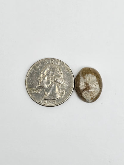 Sea Urchin (Sand Dollar) Fossil Cabochon – Mexican Echinoid
