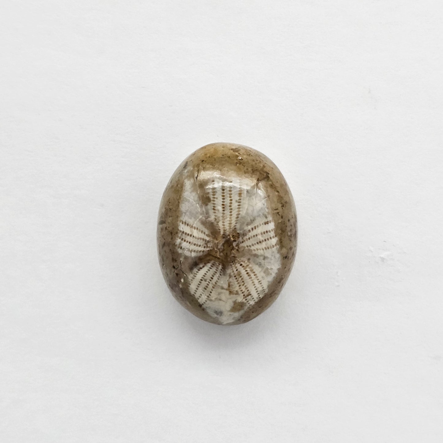 Sea Urchin (Sand Dollar) Fossil Cabochon – Mexican Echinoid