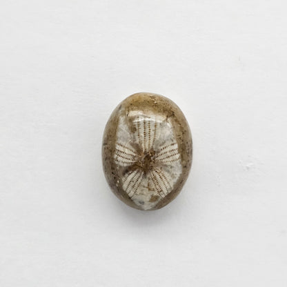 Sea Urchin (Sand Dollar) Fossil Cabochon – Mexican Echinoid