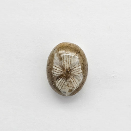 Sea Urchin (Sand Dollar) Fossil Cabochon – Mexican Echinoid