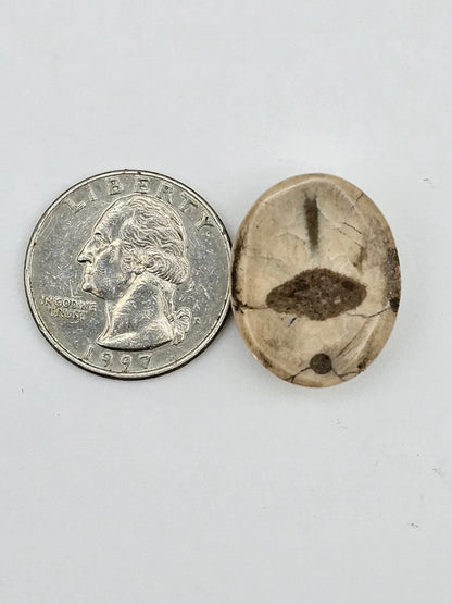 Sand dollar fossil medium