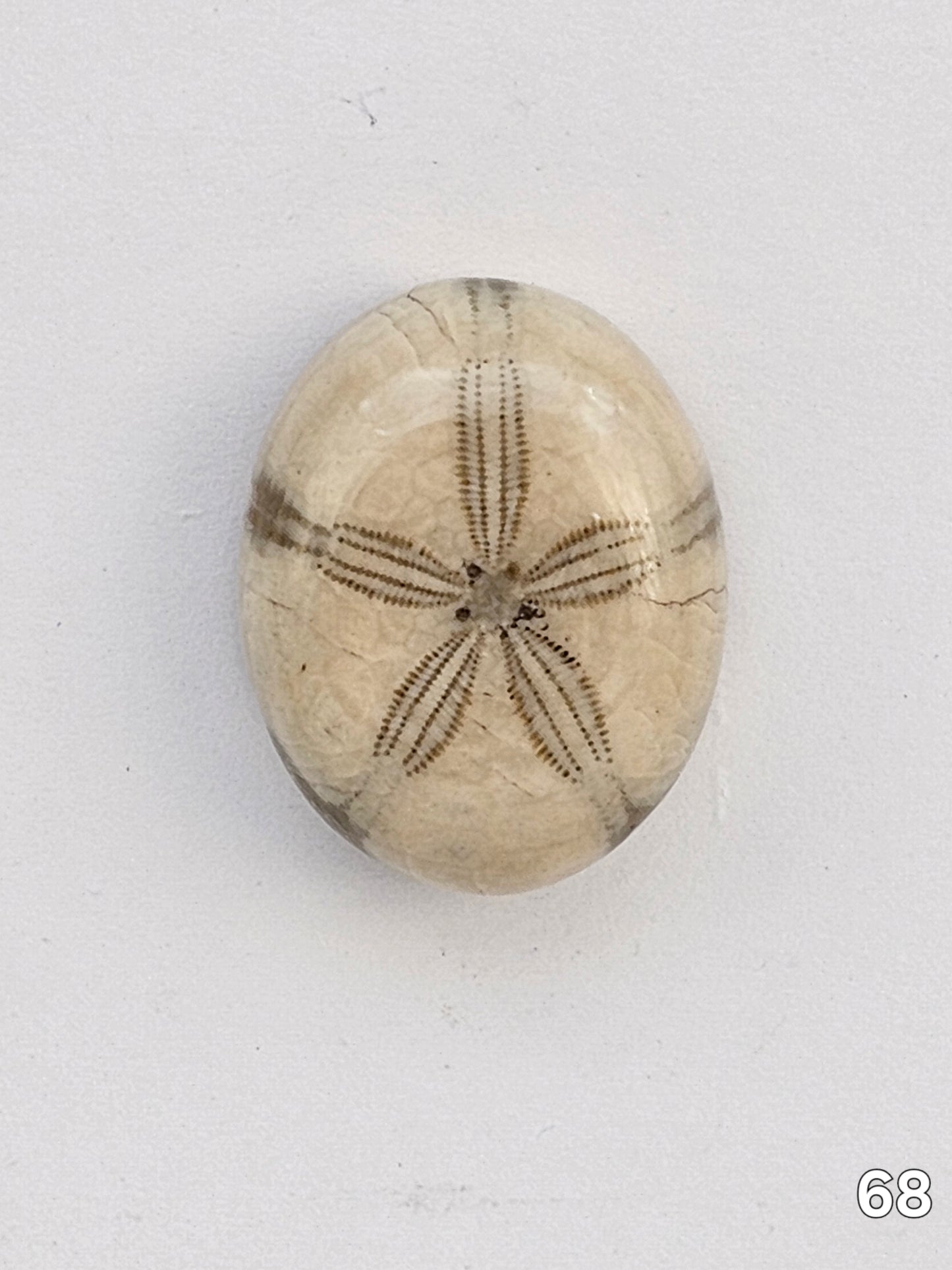 Sand dollar fossil medium