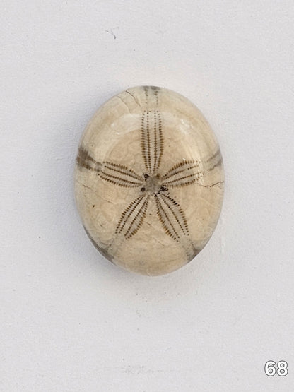 Sand dollar fossil medium