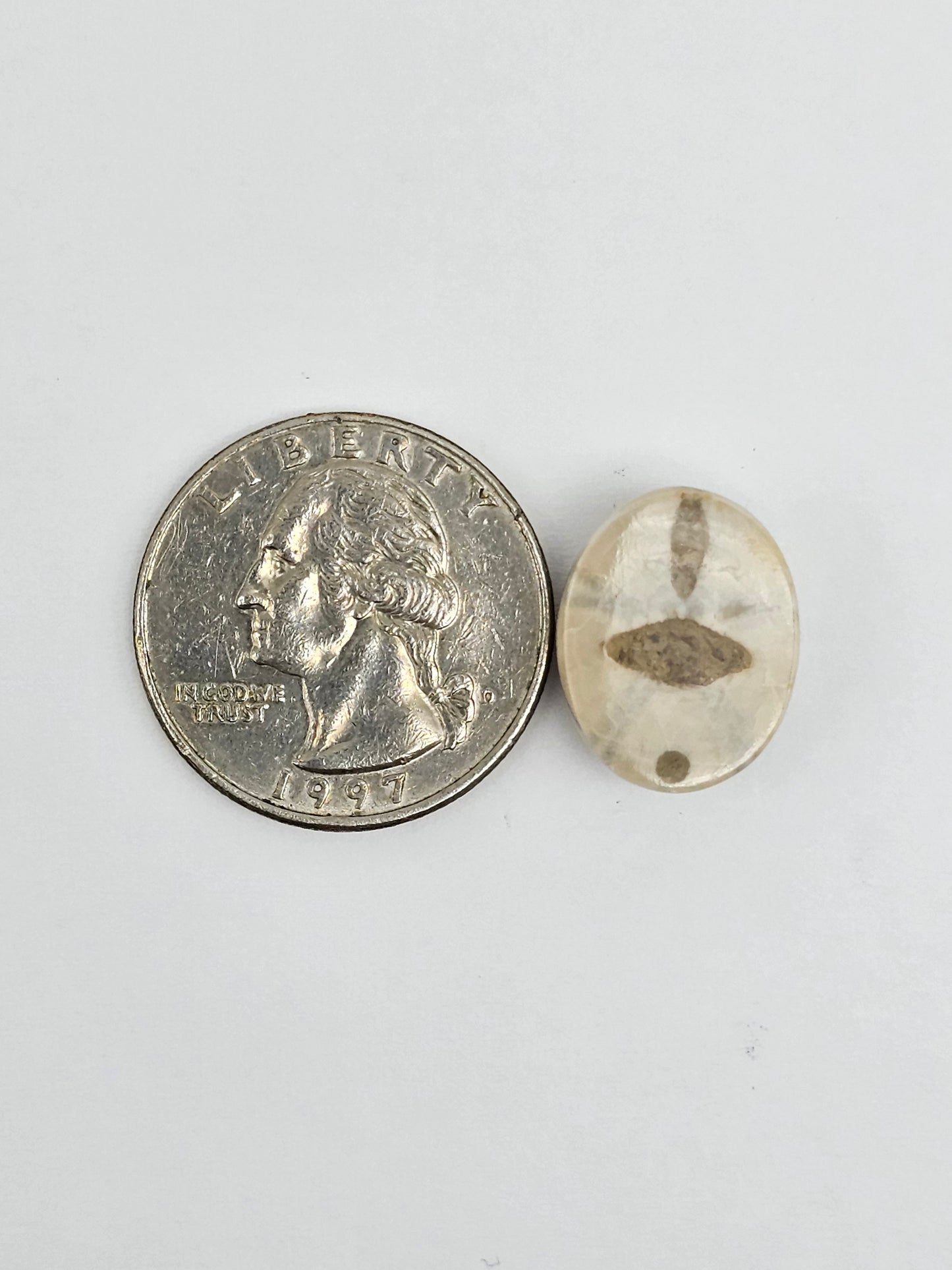 Sea Urchin (Sand Dollar) Fossil Cabochon – Mexican Echinoid