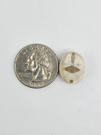 Sea Urchin (Sand Dollar) Fossil Cabochon – Mexican Echinoid