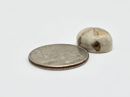 Sea Urchin (Sand Dollar) Fossil Cabochon – Mexican Echinoid
