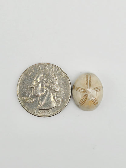 Sea Urchin (Sand Dollar) Fossil Cabochon – Mexican Echinoid