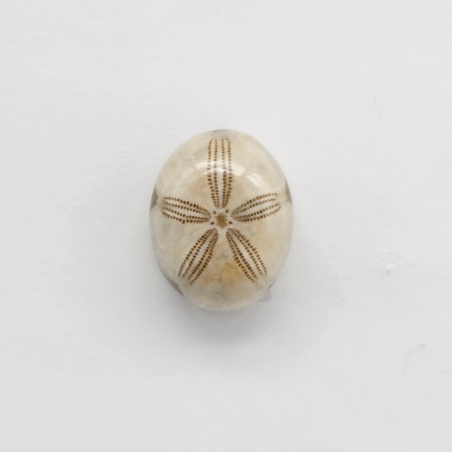 Sea Urchin (Sand Dollar) Fossil Cabochon – Mexican Echinoid