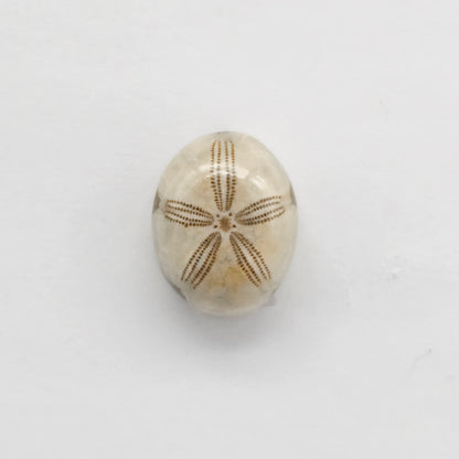 Sea Urchin (Sand Dollar) Fossil Cabochon – Mexican Echinoid