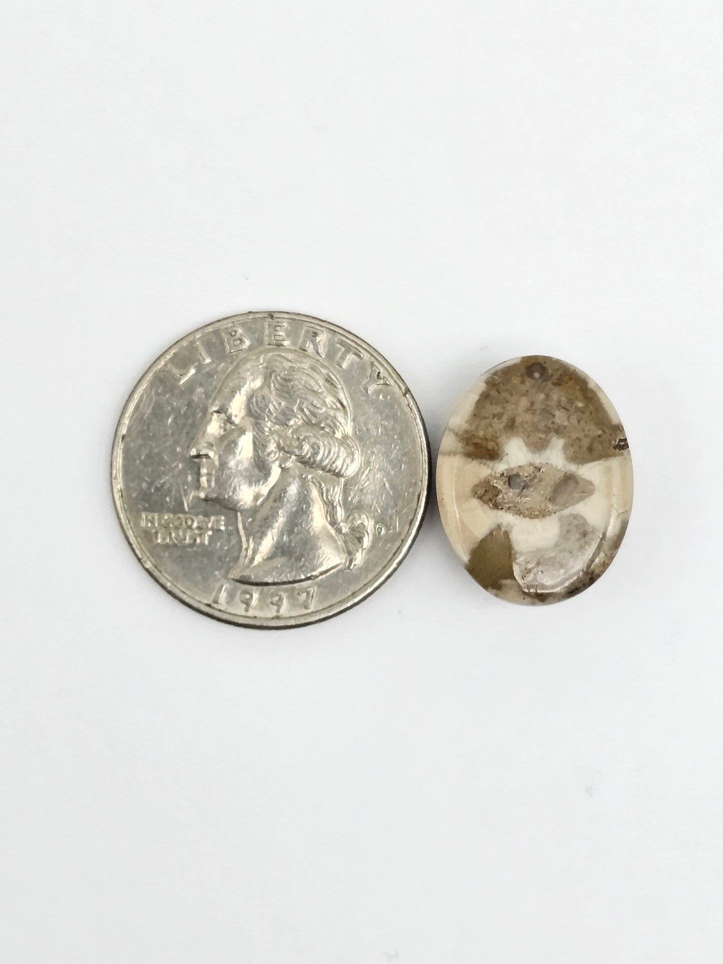 Sea Urchin (Sand Dollar) Fossil Cabochon – Mexican Echinoid