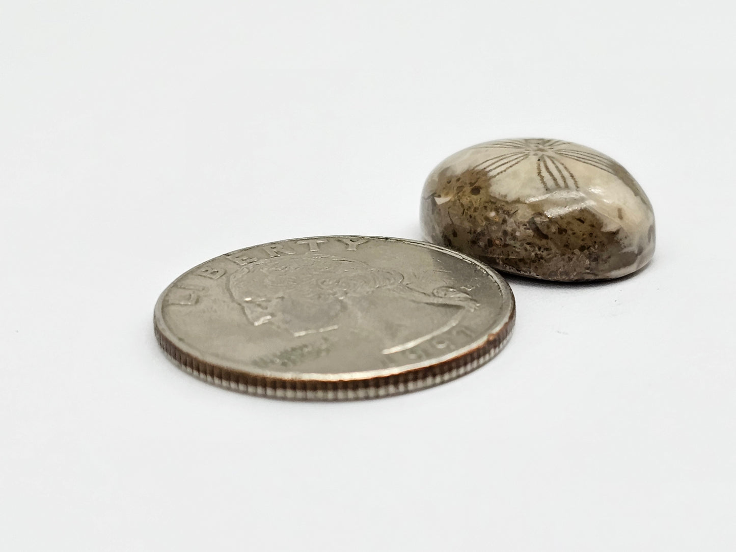 Sea Urchin (Sand Dollar) Fossil Cabochon – Mexican Echinoid