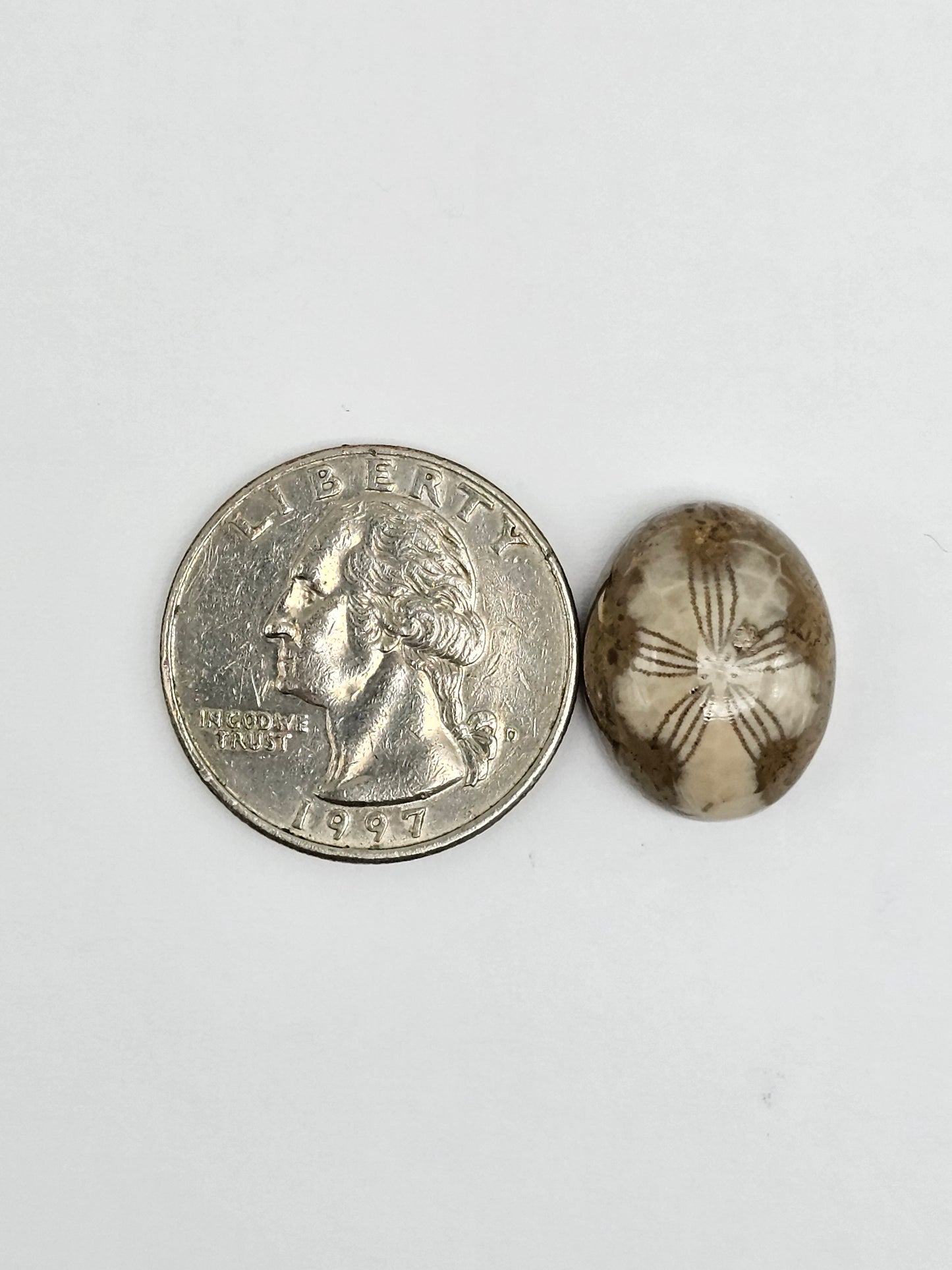 Sea Urchin (Sand Dollar) Fossil Cabochon – Mexican Echinoid