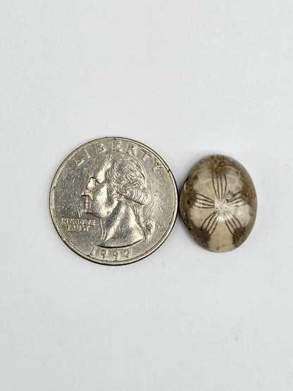 Sea Urchin (Sand Dollar) Fossil Cabochon – Mexican Echinoid