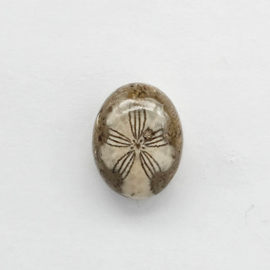 Sea Urchin (Sand Dollar) Fossil Cabochon – Mexican Echinoid