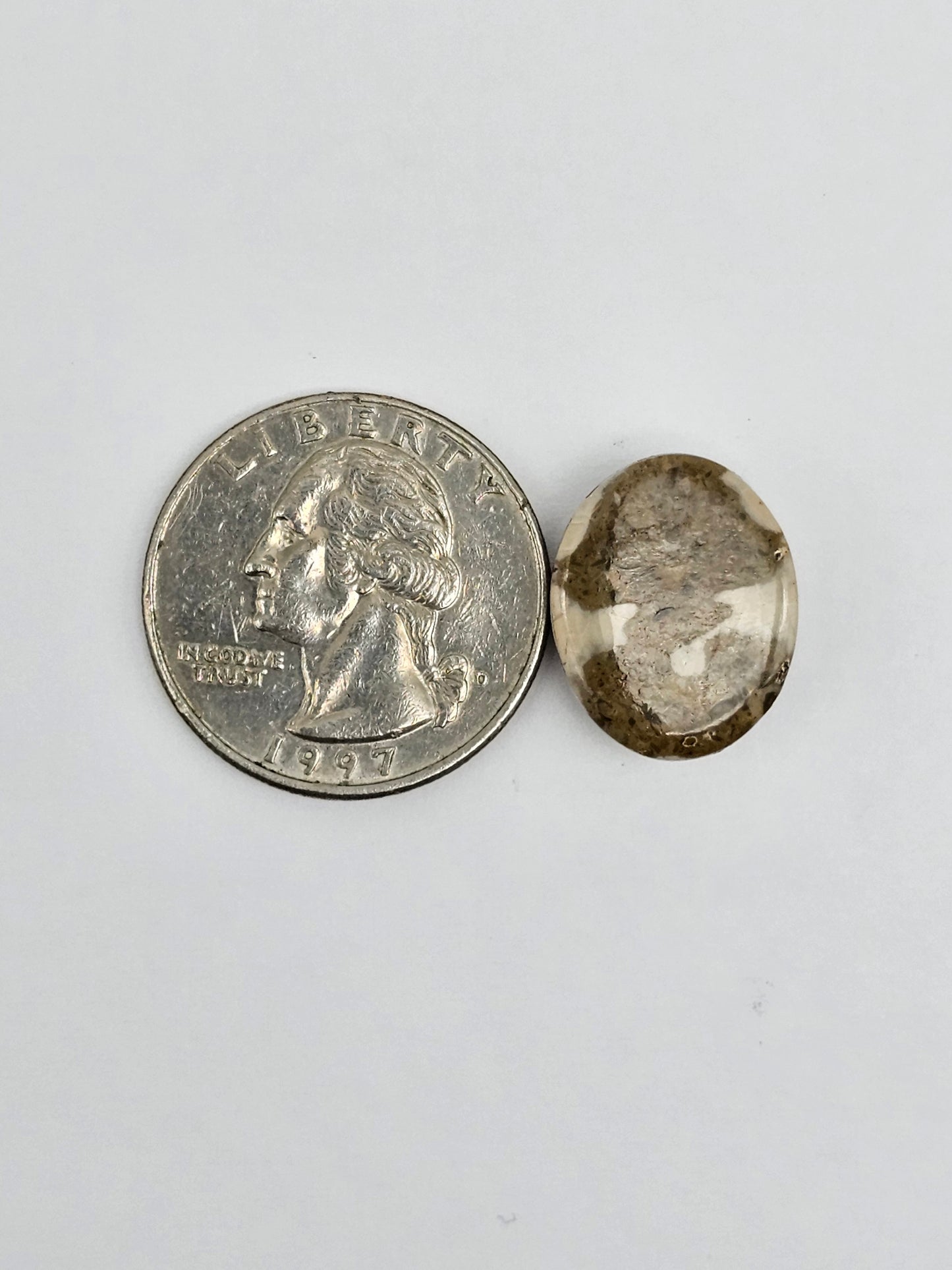 Sea Urchin (Sand Dollar) Fossil Cabochon – Mexican Echinoid