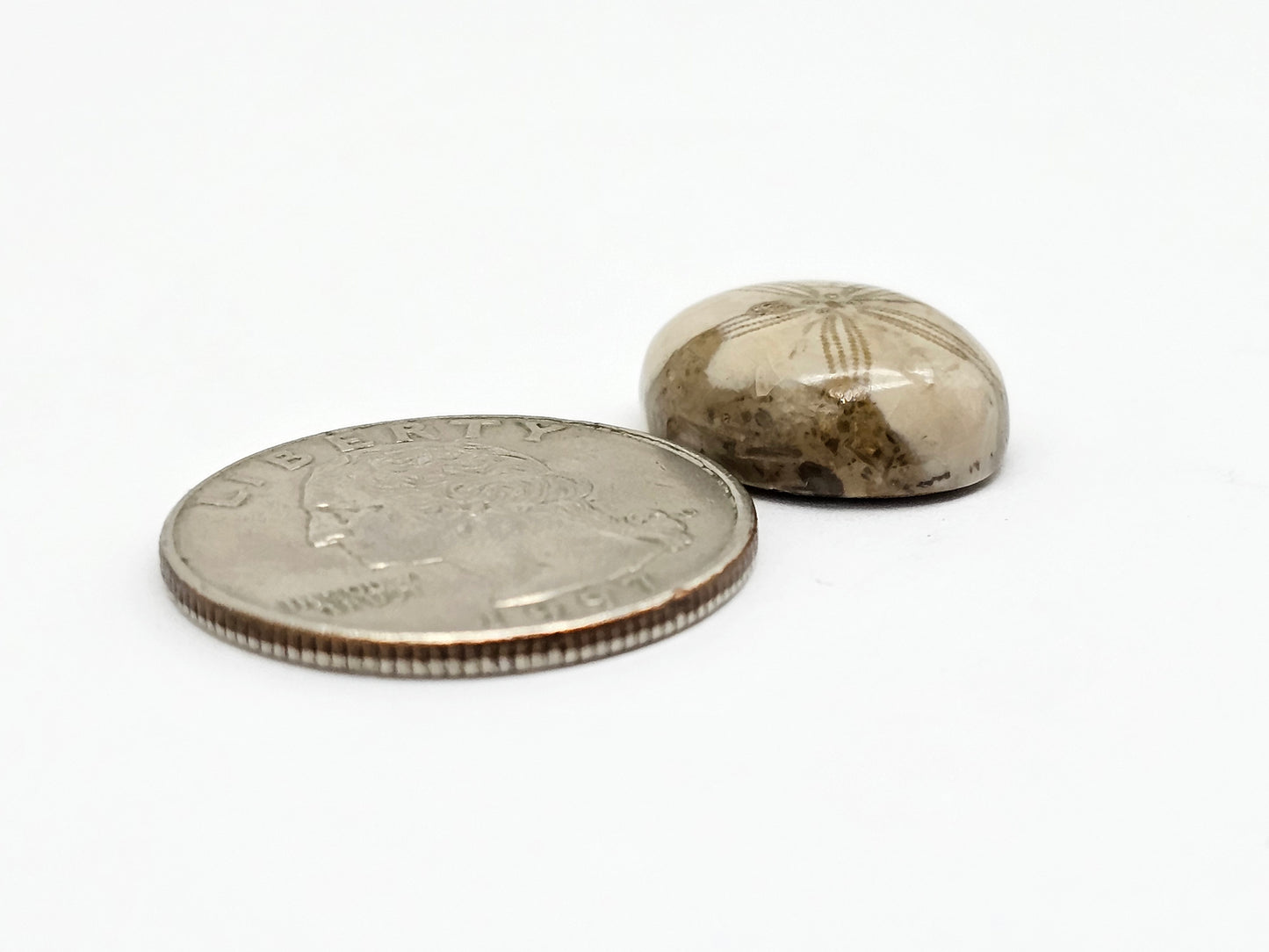 Sea Urchin (Sand Dollar) Fossil Cabochon – Mexican Echinoid