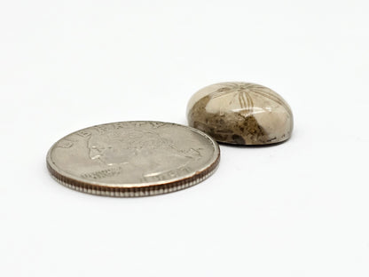 Sea Urchin (Sand Dollar) Fossil Cabochon – Mexican Echinoid