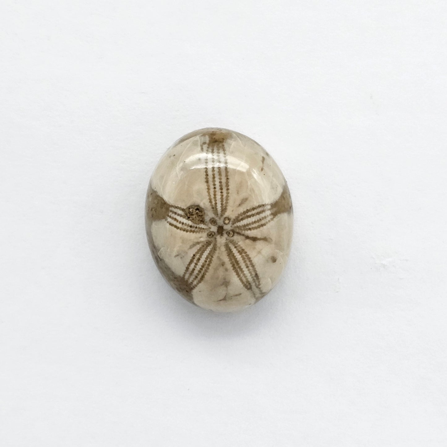 Sea Urchin (Sand Dollar) Fossil Cabochon – Mexican Echinoid