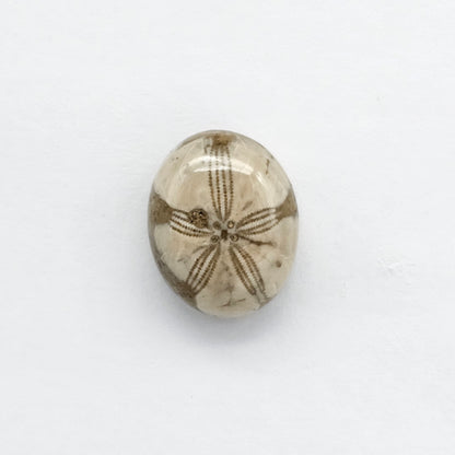 Sea Urchin (Sand Dollar) Fossil Cabochon – Mexican Echinoid