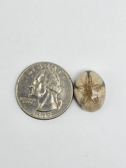 Sea Urchin (Sand Dollar) Fossil Cabochon – Mexican Echinoid