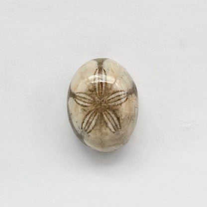 Sea Urchin (Sand Dollar) Fossil Cabochon – Mexican Echinoid