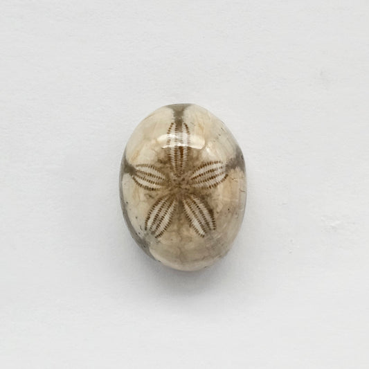 Sea Urchin (Sand Dollar) Fossil Cabochon – Mexican Echinoid