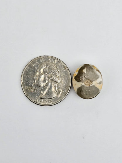 Sea Urchin (Sand Dollar) Fossil Cabochon – Mexican Echinoid