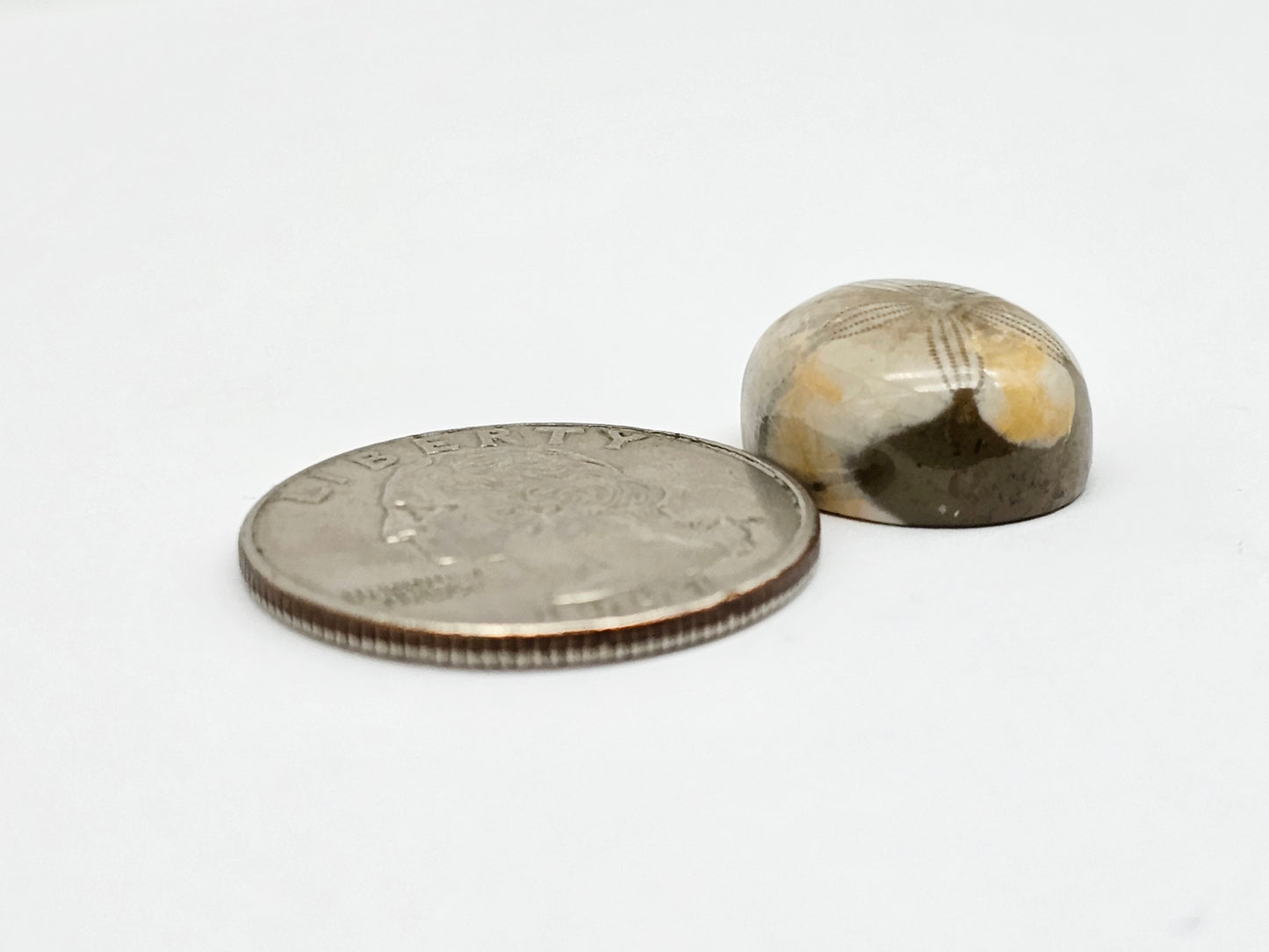 Sea Urchin (Sand Dollar) Fossil Cabochon – Mexican Echinoid