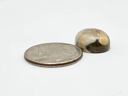 Sea Urchin (Sand Dollar) Fossil Cabochon – Mexican Echinoid