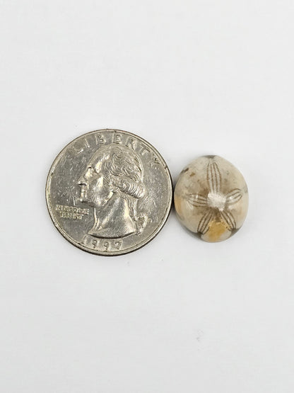 Sea Urchin (Sand Dollar) Fossil Cabochon – Mexican Echinoid