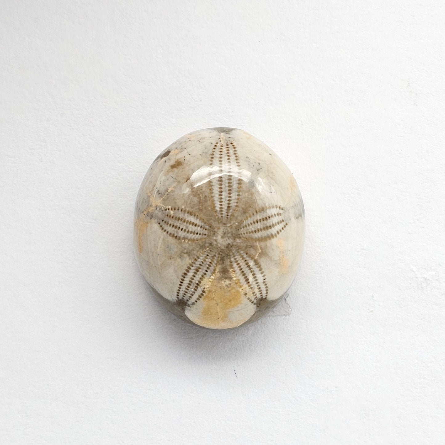 Sea Urchin (Sand Dollar) Fossil Cabochon – Mexican Echinoid