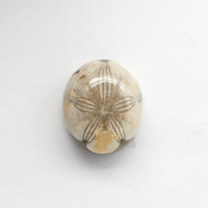 Sea Urchin (Sand Dollar) Fossil Cabochon – Mexican Echinoid